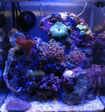 eclairage led aquarium nano