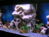 Rampe LED aquarium planté